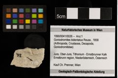 Foto (Objekt + Etiketten) von Goniodromites bidentatus (Reuss, 1858) (NHMW-GEO-1990-0041-0026)